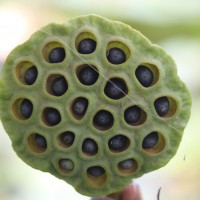 Nelumbo nucifera Gaertn.